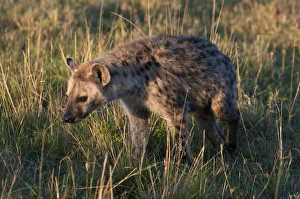 Spotted hyaena cub (Crocuta crocuta), Masai Mara National Reserve, Kenya Spotted hyaena cub (Crocuta crocuta), Masai Mara National Reserve, Kenya