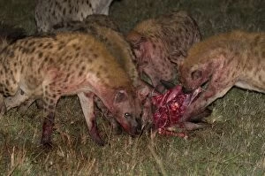 Spotted hyaena eating wildebeest kill (Crocuta crocuta), Masai Mara National Reserve