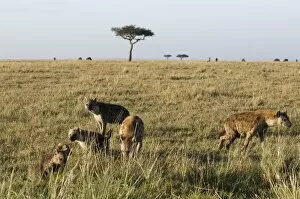 s potted hyaenas and cubs (Crocuta crocuta), Mas ai Mara National Res erve
