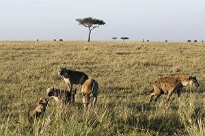 Spotted hyaenas and cubs (Crocuta crocuta), Masai Mara National Reserve Spotted hyaenas and cubs (Crocuta crocuta), Masai Mara National Reserve