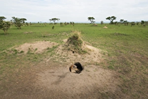 Uganda Prints: Spotted Hyena (Crocuta crocuta), Ishasha, Uganda, Africa