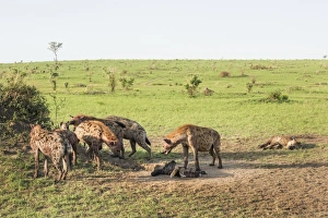 Spotted Hyena (Crocuta crocuta), Ishasha, Uganda, Africa