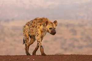 Spotted hyena (Crocuta crocuta), Zimanga private game reserve, KwaZulu-Natal, South