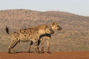 Spotted hyena (Crocuta crocuta), Zimanga private game reserve, KwaZulu-Natal, South