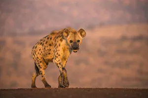 Spotted hyena (Crocuta crocuta), Zimanga private game reserve, KwaZulu-Natal, South