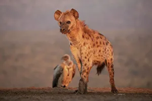 Spotted hyena (Crocuta crocuta), Zimanga Game Reserve, KwaZulu-Natal, South Africa, Africa
