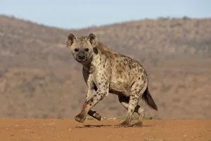 Carnivore Prints: Spotted hyena (Crocuta crocuta), Zimanga game reserve, South Africa, Africa