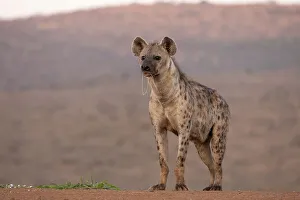 Hazy Prints: Spotted hyena (Crocuta crocuta), Zimanga game reserve, South Africa, Africa