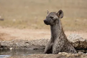 Northern Cape Prints: Spotted hyena, (Crocuta crocuta) cooling off