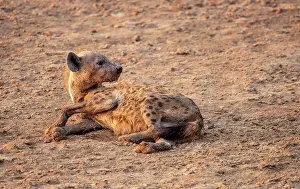 Lying Down Prints: The spotted Hyena (Crocuta crocuta) with immensly strong jaws for breaking bones that they can digest