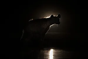 Canine Prints: Spotted hyena (Crocuta crocuta) at night, Shompole, Kenya, East Africa, Africa