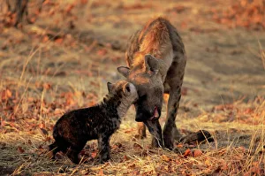Images Dated 29th February 2008: Spotted hyena (Crocuta crocuta) and young, Mashatu Game Reserve, Botswana, Africa