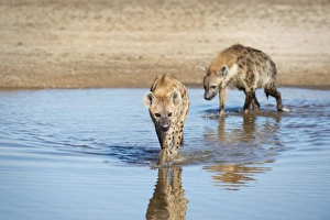 Watering Hole Prints: Spotted Hyena (Crocuta Crocuta), Zambia, Africa