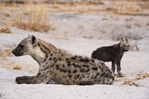 A spotted hyena and cub (Crocuta crocuta) at the den, Khwai Concession, Okavango Delta