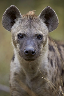 Spotted hyena (spotted hyaena) (Crocuta crocuta), Kruger National Park, South Africa