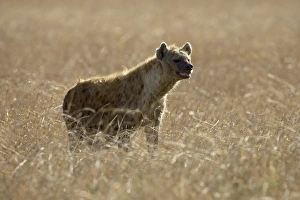 Images Dated 17th October 2006: Spotted hyena (spotted hyaena) (Crocuta crocuta)