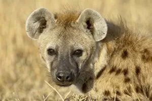Images Dated 19th October 2006: Spotted hyena (spotted hyaena) (Crocuta crocuta)