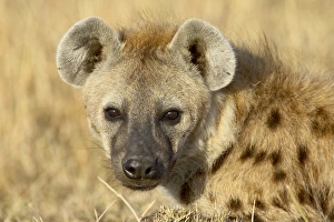 Images Dated 19th October 2006: Spotted hyena (spotted hyaena) (Crocuta crocuta)