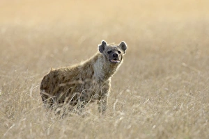 Images Dated 17th October 2006: Spotted hyena (spotted hyaena) (Crocuta crocuta), Masai Mara National Reserve