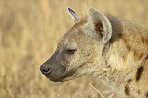 Images Dated 19th October 2006: Spotted hyena (spotted hyaena) (Crocuta crocuta), Masai Mara National Reserve