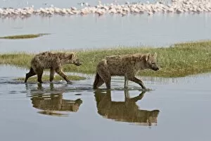 Images Dated 1st October 2007: Two spotted hyena (spotted hyaena) (Crocuta crocuta) walking along the edge of Lake Nakuru