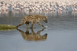 Images Dated 1st October 2007: Spotted hyena (spotted hyaena) (Crocuta crocuta) in Lake Nakuru, Lake Nakuru National Park