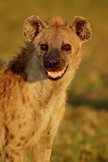 Images Dated 12th October 2007: Spotted hyena (spotted hyaena) (Crocuta crocuta), Masai Mara National Reserve