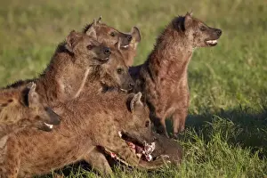 Spotted Hyena or Spotted Hyaena (Crocuta crocuta) at a Cape Buffalo kill, Ngorongoro Crater, Tanzania