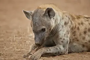 Spotted hyena (spotted hyaena) (Crocuta crocuta) eating, Kruger National Park, South Africa