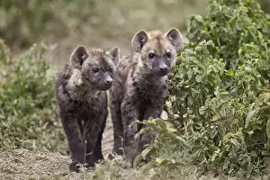 Two spotted hyena (spotted hyaena) (Crocuta crocuta) pups, Ngorongoro Conservation Area