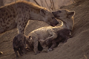Baby Animals Prints: Spotted hyenas (Crocutta crocutta), Kruger National Park, South Africa, Africa