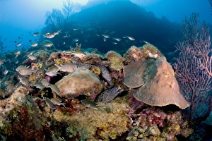 School Of Fish Prints: Two spotted moral eels (Gymnothorax moringa)