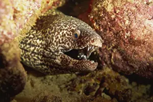 Fishes Prints: Spotted moray eel (Gymnothorax moringa) feeds in the open during the night