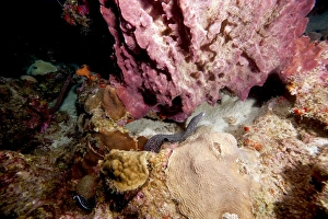 Dominica Prints: Spotted moray eel (Gymnothorax moringa) swimming