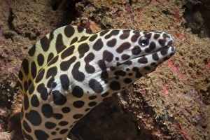 Under Water Prints: Spotted moray (Gymnothorax isingteena)