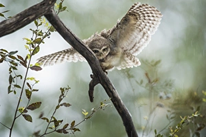 Landing Prints: Spotted owlet (Athene brama), Ranthambhore, Rajasthan, India, Asia