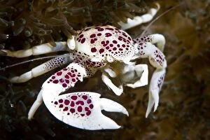 Images Dated 28th December 2011: Spotted porcelain crab (Neopetrolisthes), in an anemone, Philippines, Southeast Asia, Asia