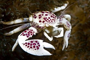 Crustacean Prints: Spotted porcelain crab (Neopetrolisthes), in an anemone, Philippines, Southeast Asia, Asia