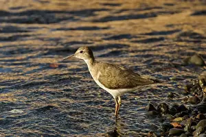 Shorebird Prints: Spotted sandpiper (Actitis macularius) non-breeding plumage