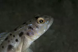 Images Dated 29th May 2008: Spotted shrimp goby (Amblyeleotris guttata), Sulawesi, Indonesia, Southeast Asia, Asia