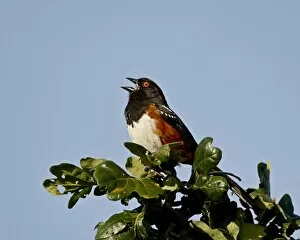 Images Dated 5th March 2009: Spotted towhee (Pipilo maculatus) calling, near Saanich, British Columbia