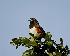 Images Dated 5th March 2009: Spotted towhee (Pipilo maculatus) calling, near Saanich, British Columbia