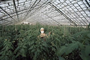 Glass House Prints: Spraying tomato plants in a hothouse of Pursey Sovchose