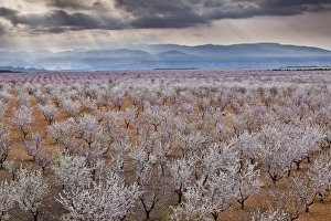Almond Tree Prints: Spring almond blossom, Andalucia, Spain, Europe