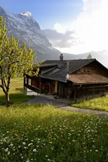 Spring alpine flower meadow and chalet