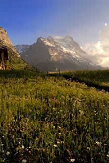 Alpine Flower Prints: Spring alpine flower meadow and mountains