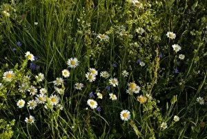 Spring alpine flowers