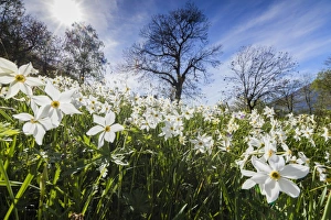 Wild Flower Prints: Spring bloom of daffodils in the green meadows of the Orobie Alps