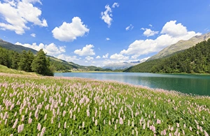 Spring bloom of Persicaria bistorta at Lej da Champfer, St. Moritz, Upper Engadine