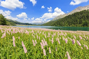 Typically Swiss Prints: Spring bloom of Persicaria bistorta at Lej da Champfer, St. Moritz, Upper Engadine